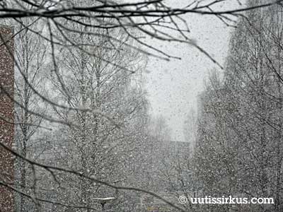 lunta satelee lehdettömien koivujen edessä