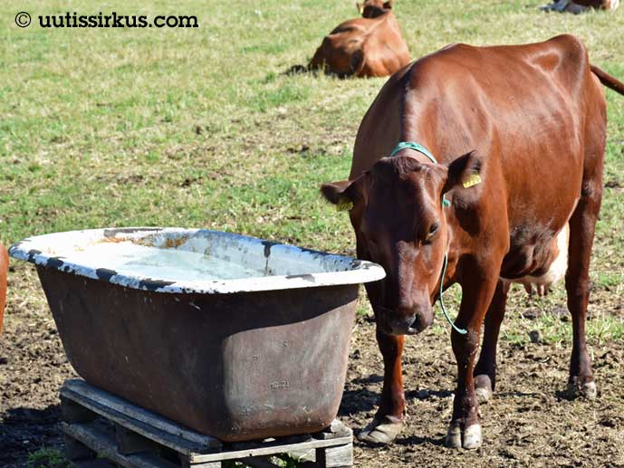 Lehmä kylpyammeesta tehdyn juoma-altaansa ääressätaan