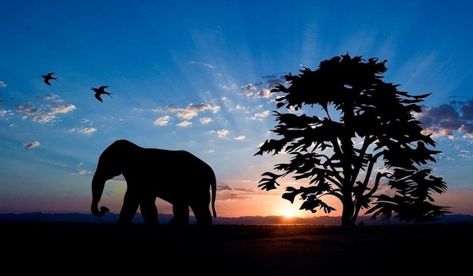 elefantti savannilla apinanleipäpuun vieressä, taustalla nouseva aurinko