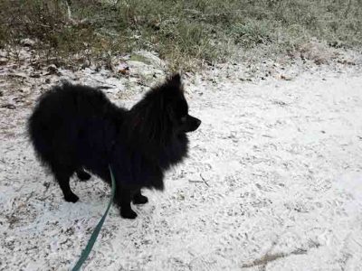 musta kleinspitz-saksanpystykorva seisoo ohuen lumen peittämällä tiellä ja katsoo oikealle