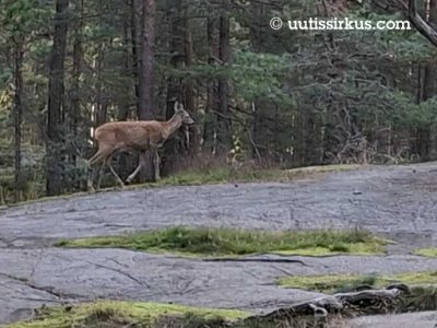 metsäkauris aukion laidalla, etualalla paljasta kalliota, takana mäntymetsää