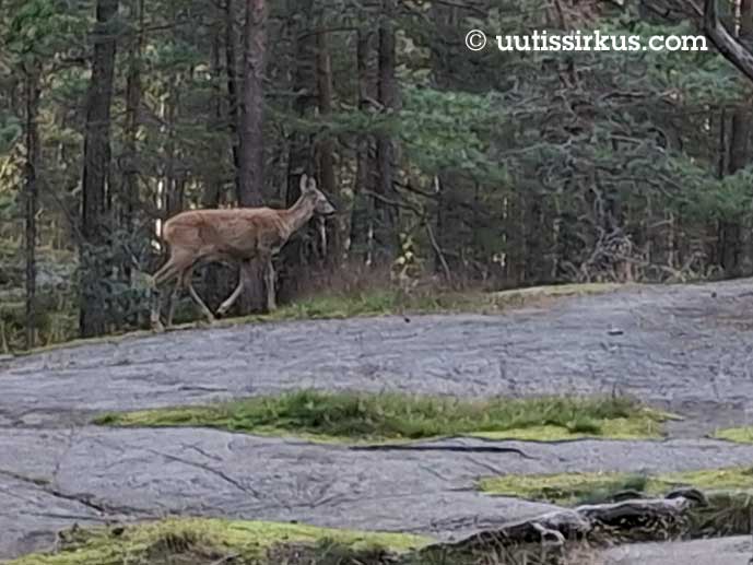 metsäkauris aukion laidalla, etualalla paljasta kalliota, takana mäntymetsää