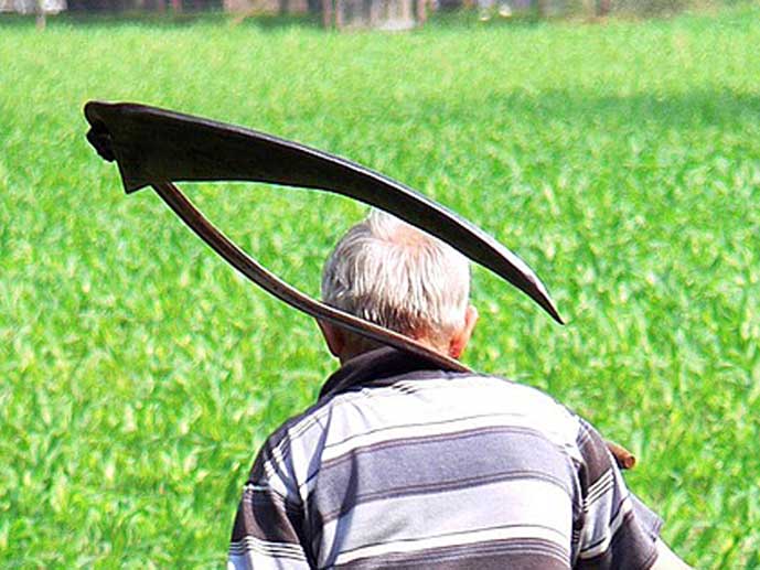 vanha mies selin, kuljettaa vihreällä pellolla leveäteräistä viikatetta olallaan