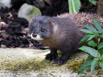 european mink