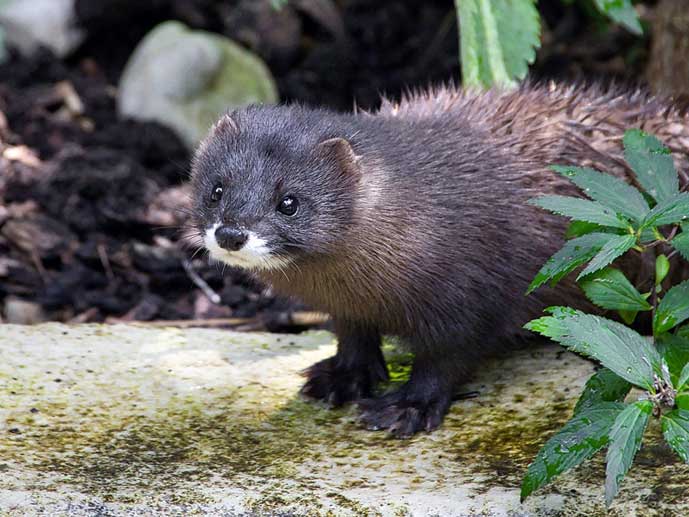 european mink